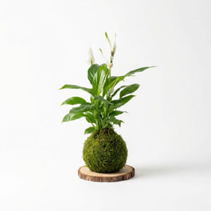 Kokedama Spatifilum