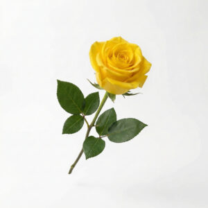 Rosa Amarilla Eterna