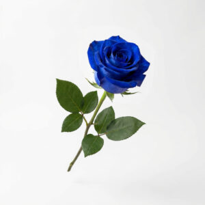 Rosa Azul Profundo Eterna