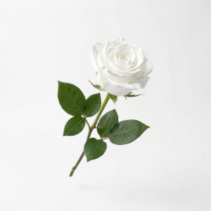 Rosa Blanca Eterna