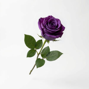 Rosa Púrpura Imperial Eterna