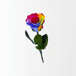 Rosa Rainbow (Arcoíris) Eterna
