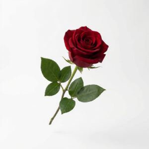 Rosa Roja Eterna