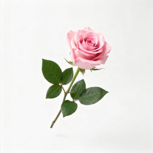 Rosa Rosa Eterna