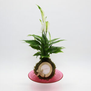 Kokedama Spatifilium