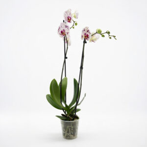 Orquídea Phalaenopsis Moteada