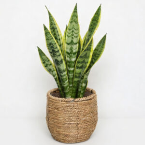 Sansivieria