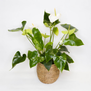 Anthurium Blanco